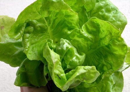 067-lechuga