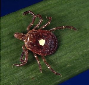 Amblyomma_americanum_tick