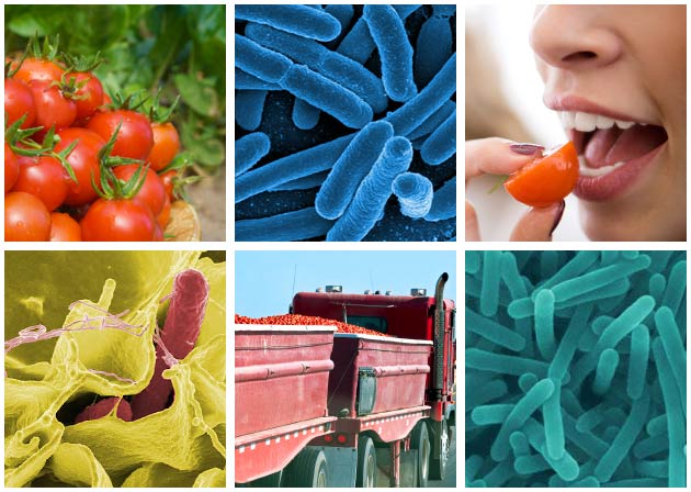 FoodSafety_4Col1