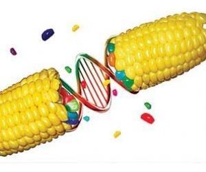 GMO