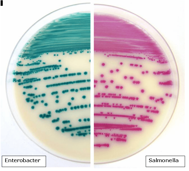 PH_IRIS Salmonella Agar