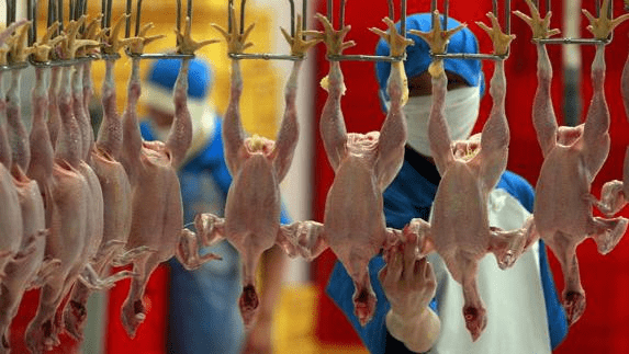 campylobacter en pollo