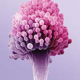 aflatoxina b1
