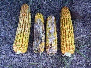 aflatoxina blat de moro