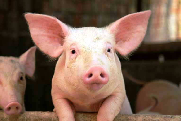 cerdo