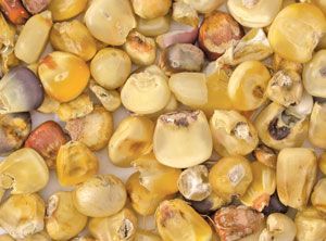 cereals toxines