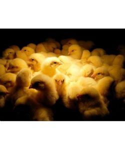chicken