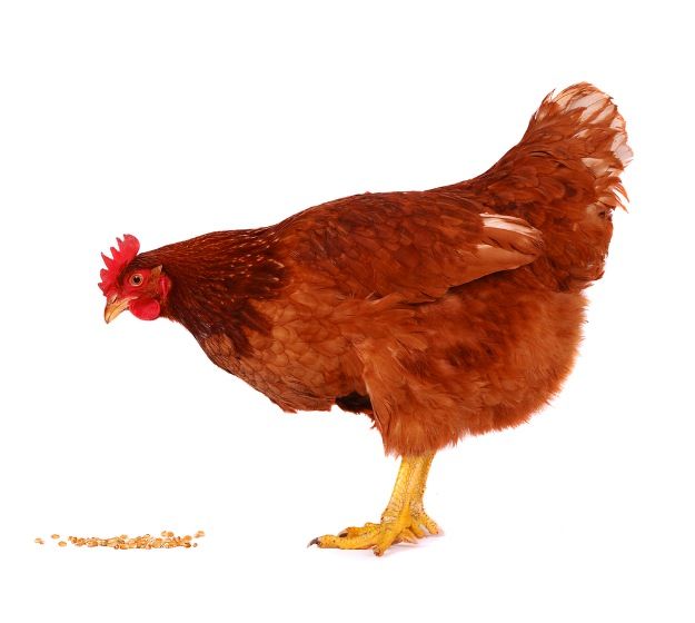 chicken