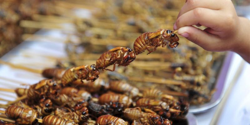 comer-insectos