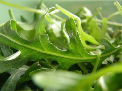 fresh-rucola