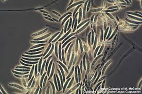 fusarium