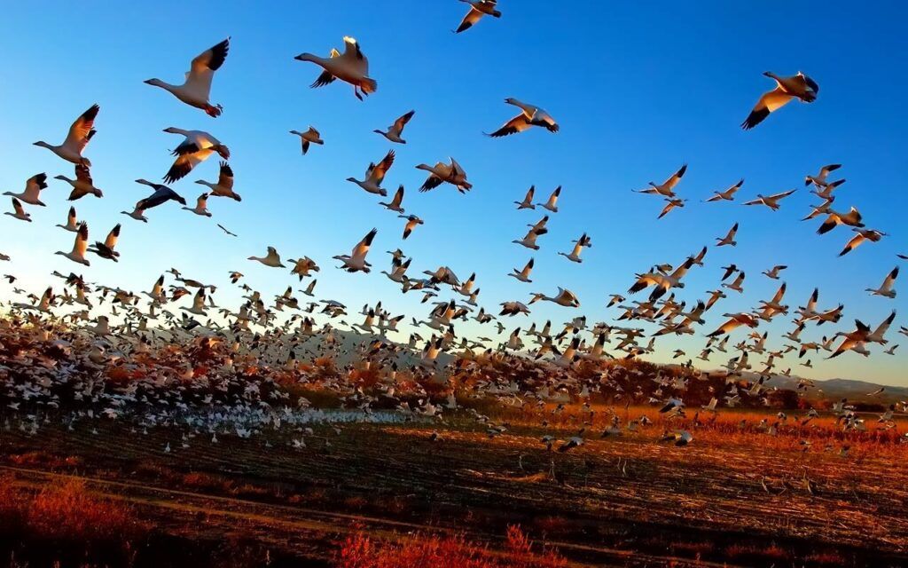 migracion ave