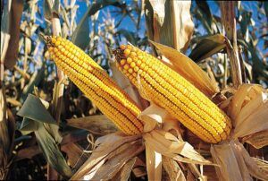 monsanto