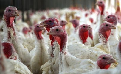 pavos