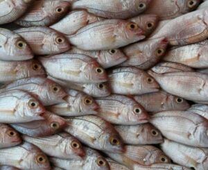 pescado blanco