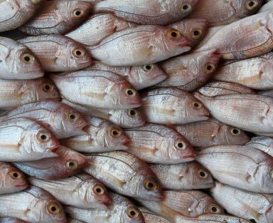 pescado blanco