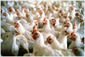 pollos-granja