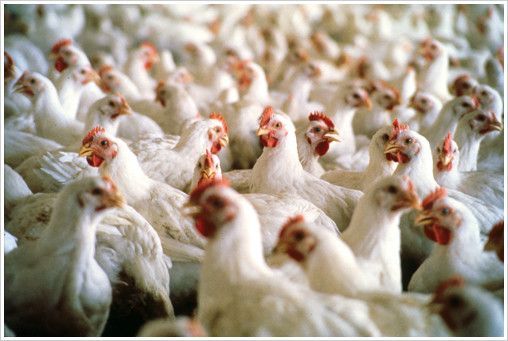 pollos-granja