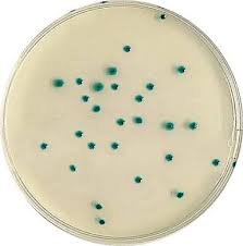 rhapsody agar