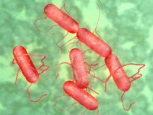 salmonella
