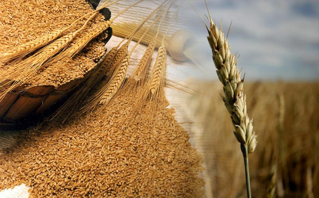 Durum Wheat
