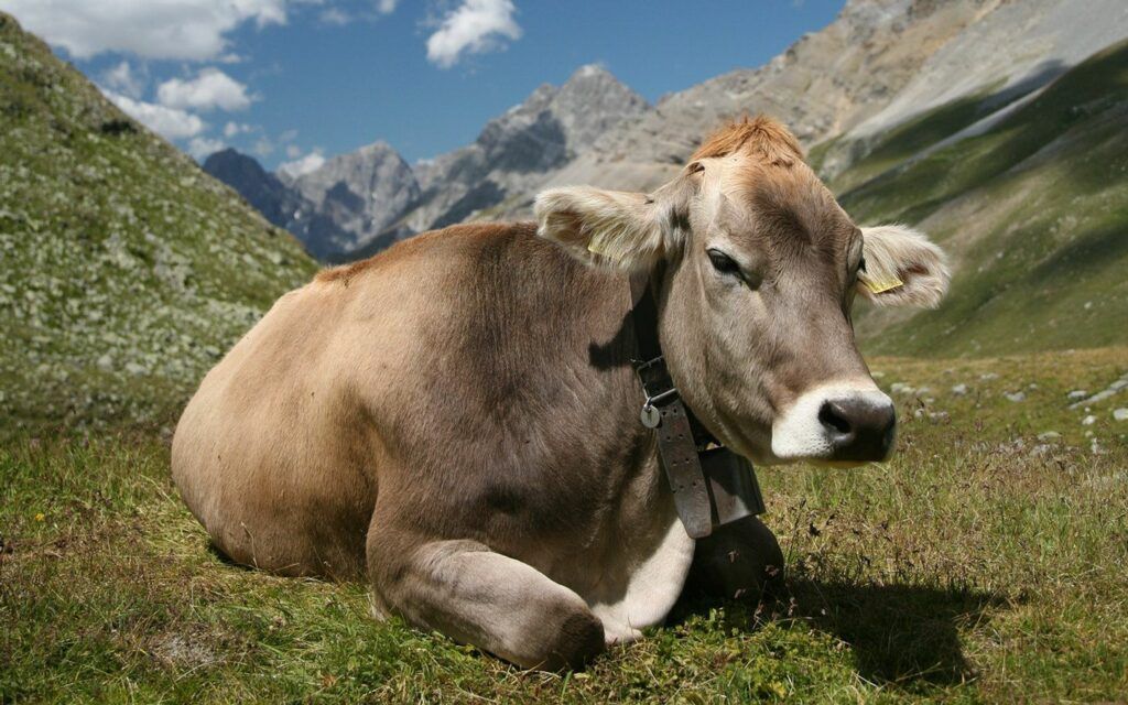 vaca