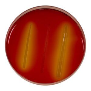 CONFIRM L. Mono Agar