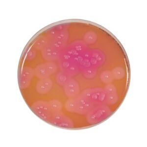 Egg Yolk Emulsion with Polymyxin B