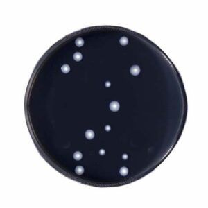 BCYE Agar con Cisteína para Legionella