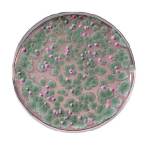 Symphony Agar
