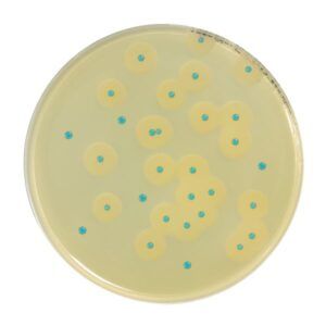 COMPASS® Listeria Enrichment Supplement