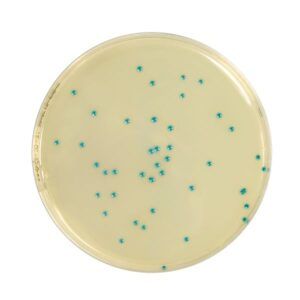 Violet Red Bile Agar ( VRBL / VRBA )