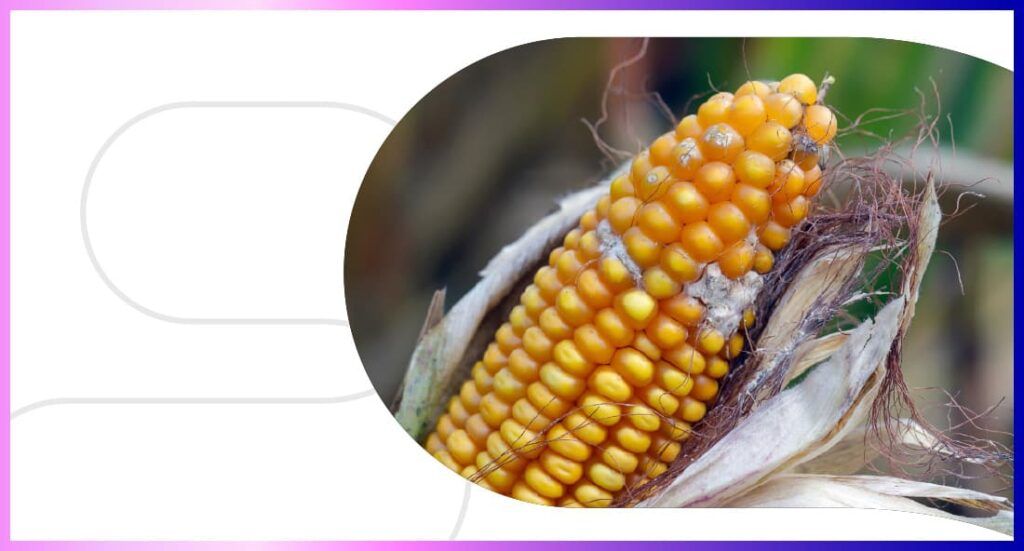 Micotoxinas en la Industria Alimentaria