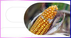 Micotoxinas en la Industria Alimentaria