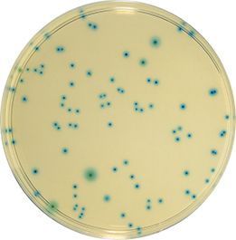 TBX Agar