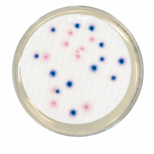 COMPASS® CC Agar