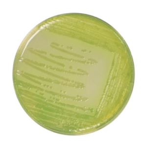 El Agar CFC es un medio selectivo y normativo para el aislamiento y recuento de Pseudomonas spp. en productos cárnicos especialmente conservados en refrigeración.. Para más información contactar con Bioser en el 932264477