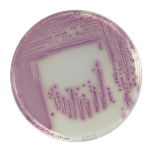 COMPASS SALMONELLA AGAR