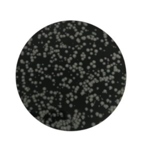 GVPC Agar para Legionella