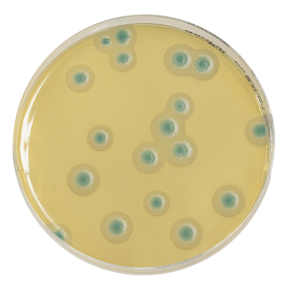 Suplemento opcional para la optimización del tiempo de preparación del medio COMPASS® Bacillus cereus Agar.