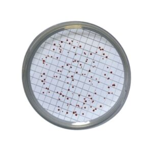 El Slanetz And Bartley Agar es un medio selectivo utilizado para la enumeración y recuento de enterococos en muestras de agua tanto por el método de filtración por membrana como por el método de recuento en placas. Para más información contactar con Bioser en el 932264477