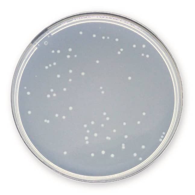 Plate Count Agar (PCA) TLHTh - Double Wrap