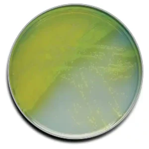 El Cetrimide Agar es un medio selectivo para Pseudomonas basado en la resistencia de cepas de P. aeruginosa a los compuestos de amonio cuaternario en muestras alimentarias. Para más información contactar con Bioser en el 932264477