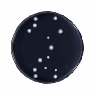 BCYE Agar con Cisteína