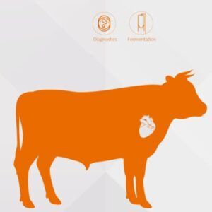 El Beef Heart Infusion es una peptona bovina producida por hidrÃ³lisis enzimÃ¡tica de corazones vacunos.Â Para mÃ¡s informaciÃ³n contactar con Bioser en el 932264477