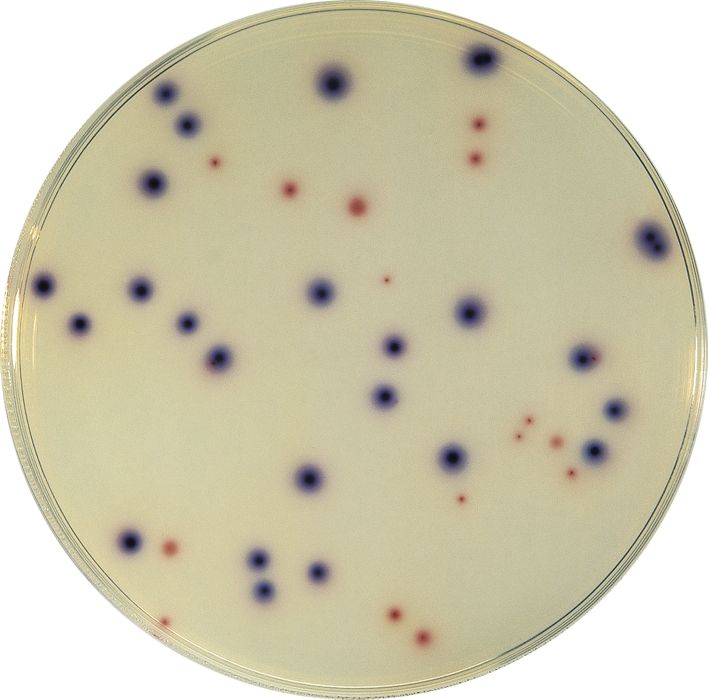 COMPASS® Ecc Agar es un medio cromogénico selectivo para el recuento simultáneo y específico de Escherichia coli y coliformes en muestras de alimentos (incubación a 37ºC durante 21 horas). Para más información contactar con Bioser en el 932264477