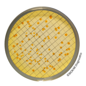 Tergitol 7 Agar (Medio Base)