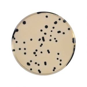 TSC Agar ((TRYPTOSE-SULFITE-CYCLOSERINE)