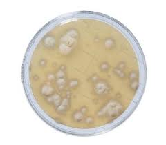 Sabouraud Chloramphenicol Agar