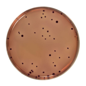 Violet Red Bile Agar ( VRBL / VRBA )